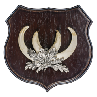 Carved shield for trophy wild boar