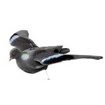 Lokvogel vliegende/invallende duif geflockt vaste vleugels Lokvogel vliegende/invallende duif geflockt vaste vleugels
