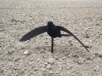 Beflockte volle vliegende kraai Beflockte volle vliegende kraai